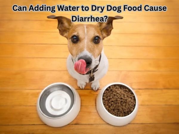 Can Adding Water to Dry Dog Food Cause Diarrhea