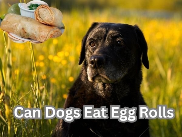 Can Dogs Eat Egg Rolls