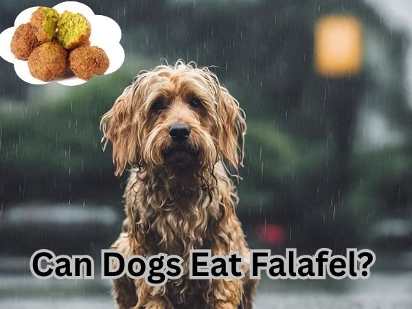 Can Dogs Eat Falafel