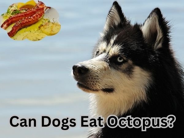 Can Dogs Eat Octopus