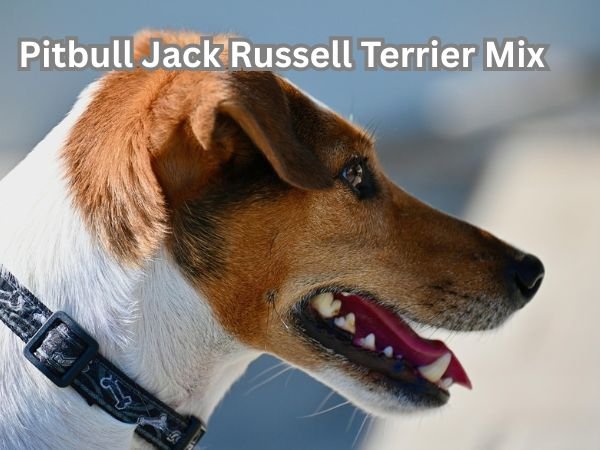 Pitbull Jack Russell Terrier Mix