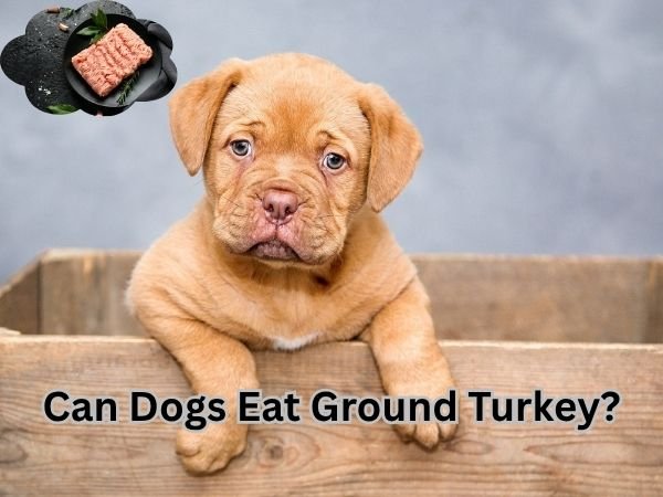 Can Dogs Eat Ground Turkey?