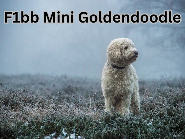 F1bb Mini Goldendoodle