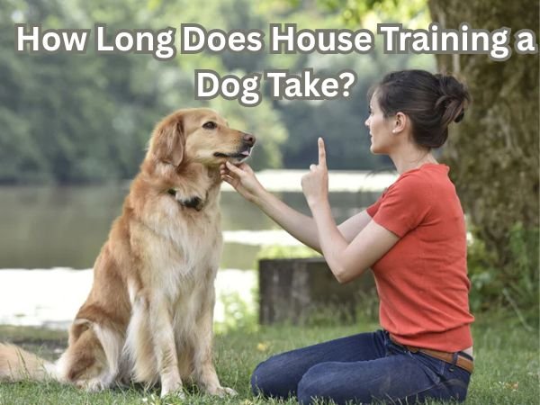 How long does house training a dog take