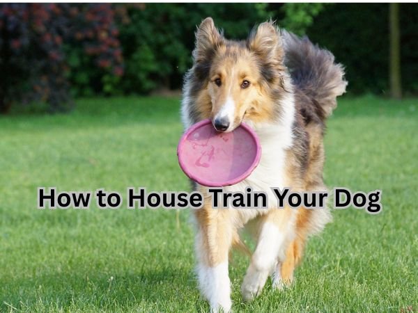 How to House Train Your Dog