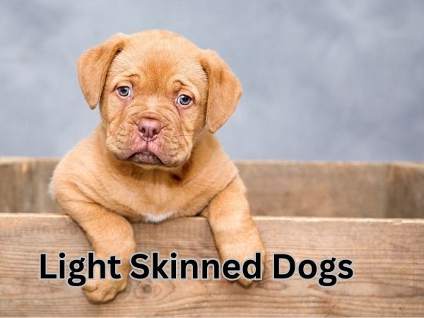 Light skinned dogs