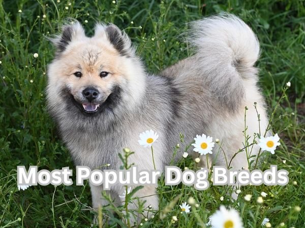 Most Popular Dog Breeds
