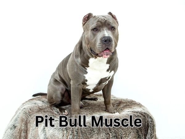Pit Bull Muscle