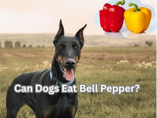 Can Dogs Eat Bell Pepper?