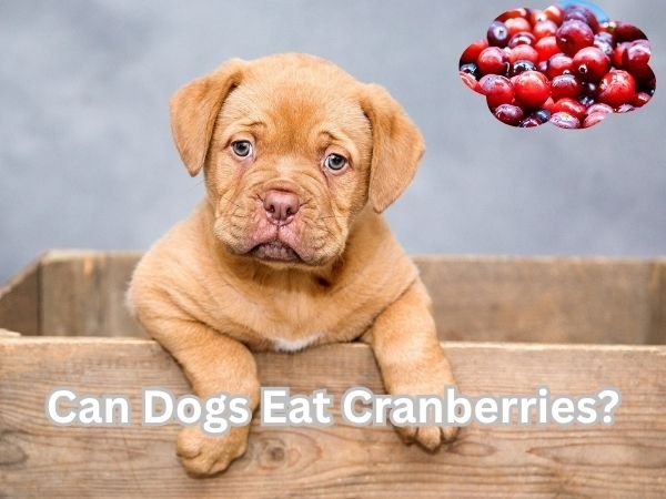 Can Dogs Eat Cranberries?