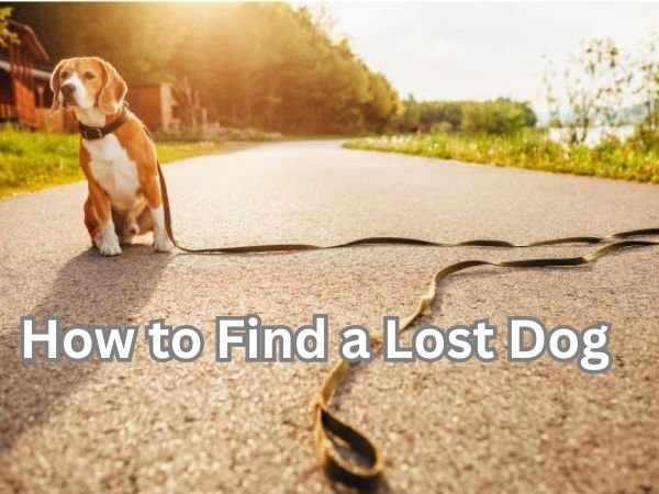 How to Find a Lost Dog