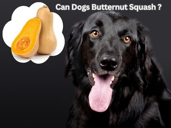 Can Dogs Eat Butternut Squash?